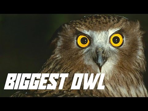 The World's LARGEST Living Owl Species