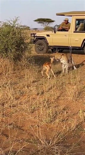 Un leopardo ataca a un ciervo bebé… pero la madre se defiende 😱🦌 #leopardo #animals #wildlife