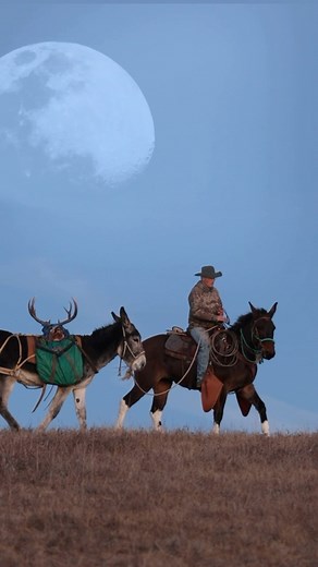 Longears / mule deer Our 3 year old mammoth donkey and our 5 year old mule packing out a great muley buck @steventurner4693 #horses #horse #mules #mulesofinstagram #bishopmuledays #reining #saddlemule #horsestory #longear #muledays #donkey #westernriding #mammothdonkey #jackdonkey #mammothjack #cowboy #westerntraining #longears #mulecolt #americanjackstock #ranchhorse #donkeyjack #horsemanship | Hanging Horses