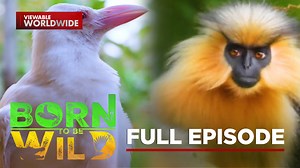 Two rare wonders of nature - white crow and golden langur | Born to Be Wild (full episode)