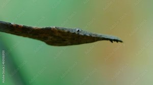 Extreme close up of a Malagasy or madagascar leaf nosed snake (Langaha madagascariensis) in Madagascar island.