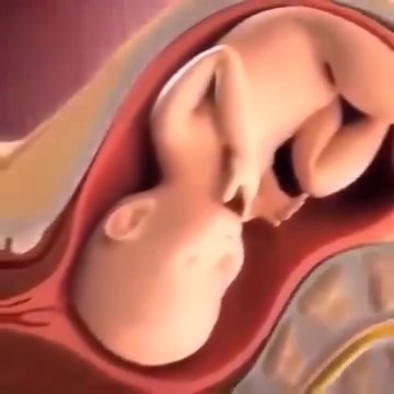 1.6K views · 28 reactions | How The Fetus Develops In The Womb | Babies | Facebook