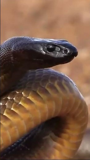 The Inland Taipan: Unveiling the World's Deadliest Snake and Its Remarkable Adaptations! 🐍😲