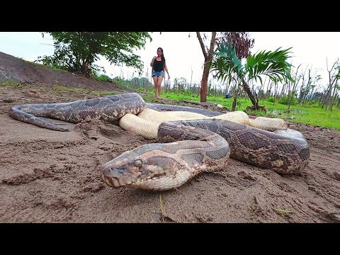 Giant python attacks near mysterious cave?! Spectacular rescue of hunter in green forest - Part 2