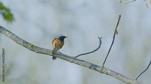 Common redstart sitting on tree, poles and catching flies