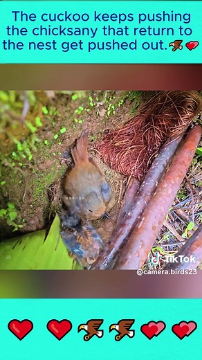 The Cuckoo's Nesting Habits Explained