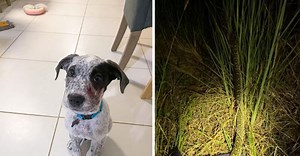 Woman wrestles carpet python to save her 9-week-old puppy, rescue video is viral