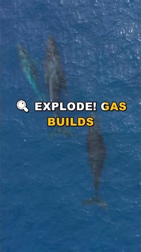 Mass Whale Deaths: Unexplained Mystery