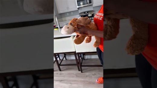 Massive cane corso dog is always two steps ahead of owner