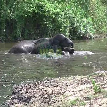 Adorable Baby Elephants Bathing Freely in the Wild 🐘💦