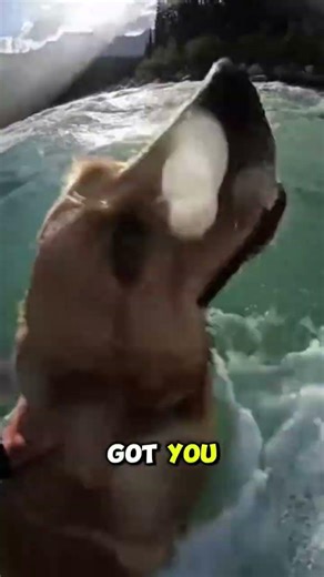 POV: You Save a Dog from a Rapid River | GoPro Rescue