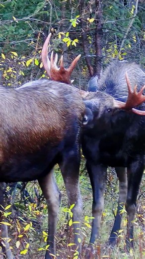 Дикий лось в природе 🫎🌿 #лось #животные #moose #nature #AKHuntZone