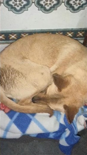 #viral #dog #pets #shorts