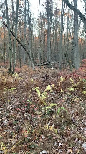 GSP pheasant retrieve! #gsp #germanshorthairedpointer #pheasant #pheasanthunt #pheasanthuntingseason #birddog #birdhunter #ringneck #smallgame #smallgamehunting #uplandhunting #uplandbirddog #whatgetsyououtdoors #huntpa #meateater #wildgame