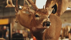 Another FANTASTIC Backwoods Hunting and Fishing Expo in the books! Thank you to everyone who came out. Thank you to all of our vendors who make this show what it is. Thank you to our team, who make this show even possible. But we’re not done yet! We’ll be in Tulsa, March 28th - 30th at the Tulsa Fairgrounds, Exchange Center. Don’t miss it. See some familiar faces AND some new ones! DON’T MISS IT! | Backwoods Hunting and Fishing Expo