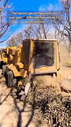 Efficient Pecan Harvest: Farm Machine.