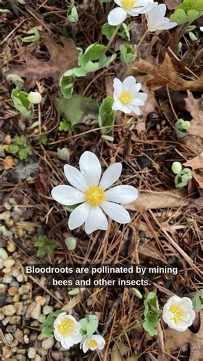 It's Bloodroot season!