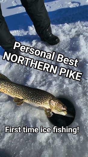 Northern Pike released with Hawg Hunterz Guide Service of the Brainerd Lakes Area MN. #fishing #fun