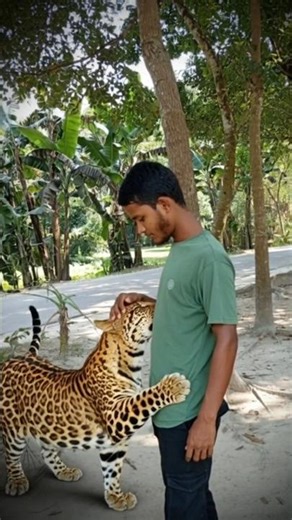 Leopard bug viral। ভাইরাল চিতা বাঘ।#viral #viralvideo #shortvideo #ai #funny