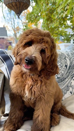 Lady’s mini boy sure to bring fall fun to his forever family 🍁💕🐶 | Bella Mini Doodles
