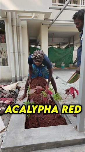 🌿 How to Set Up an Apartment Garden | Balcony & Indoor Gardening for Beginners 🌿