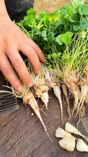 ABDL 6722836278 mini rotary tillage and ridging all-in one tree short view #travel#beach #flowers