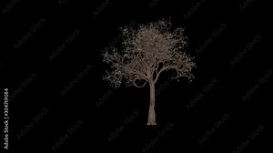 US Dollar currency tree timelapse growing and blossoming, Alpha Channel