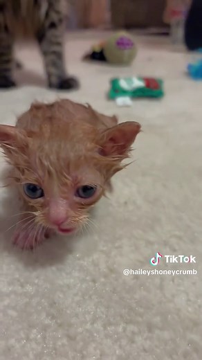 How to Bathe an Orange Kitten | Mr. Poopy's Before and After