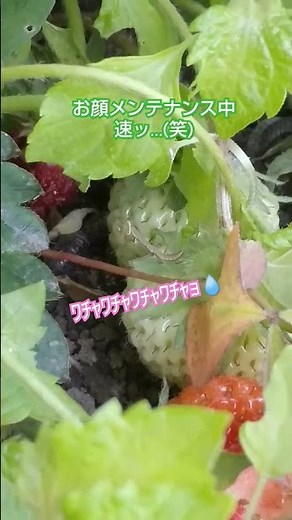 カマキリ…それはイチゴに宿る妖精🧚✨のよう🍓