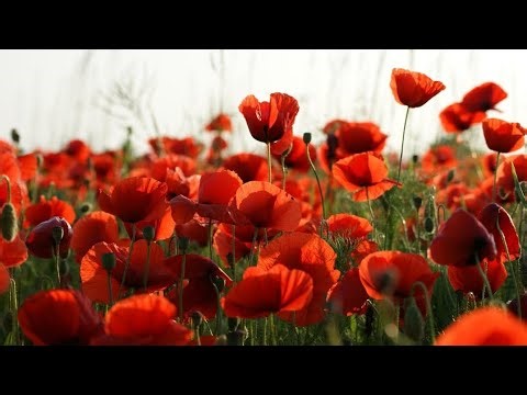 Summer (lyrics based on a Dutch poem by Anita Douma)