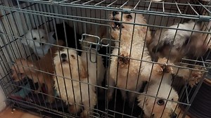 Cork woman given life ban for owning animals as dogs found living in 'rubbish'