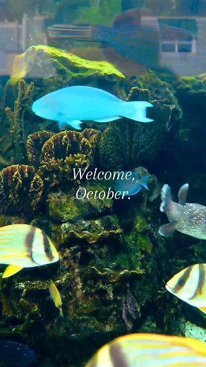 Swim into fall with us!🍂 Starting this month, we will offer an array of seasonal experiences for both adults and children. Come and learn more about the importance of sea turtle rehabilitation and ocean conservation while having fun! Join us for these programs: 🐠 Early Access Tours 🐠 Jr. Veterinary Lab 🐠 Hatchling Tales Story Time 🐠 Juno Dunes Natural Area Hike 🐠 Kids Fishing Clinic at Juno Beach Pier 🐠 Living Beaches 🐠 Sensory Saturdays 🐠 Little Naturalist 🐠 By the Sea Lecture Series 