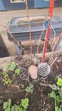 Test with and without #electroculture on raspberry and chive plants, March 31, 2026 in my small #...