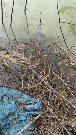 Video của Văn Kiệt Betta (@bettavankiet) với bản nhạc nhạc nền - Văn Kiệt Betta