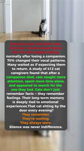 Your Cat Grieves When You're Gone — Science Just Proved It