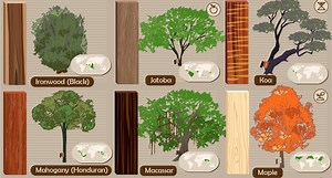 INFOGRAPHIC: Do You Know These 52 Types of Wood and What Tree They Come From?