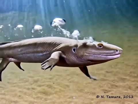 Cyclotosaurus - frialdad anfibia