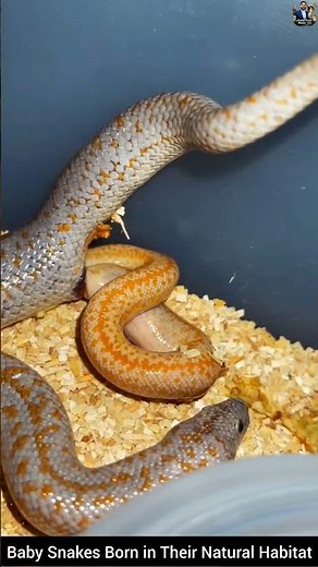 Baby Snakes Born in Their Natural Habitat #snake #wildliferescue #wildlife #wildlifeentertainment