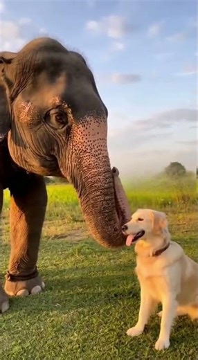 Elephant and Dog Funny Friendship 🐘🐶😂