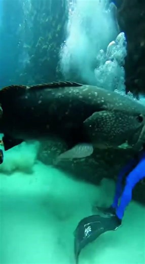 Get out of my cave! 🏠🚫 Watch this massive Grouper confront the diver.