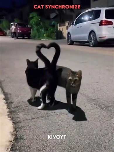 Other animals synchronize vs cat 😼 #edit #skulledit #phonk #animals #nature