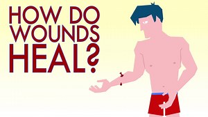 Our skin is the largest organ in our bodies, with a surface area of about 20 square feet in adults. Let's take a closer look at some of its regenerative processes: | TED-Ed