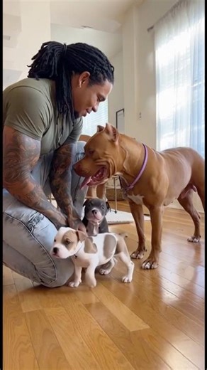 Rhea pup are getting BIG❤️ #shorts #foryou #fyp #dogs #ytshorts #ytviral #viral #trending #dogshorts