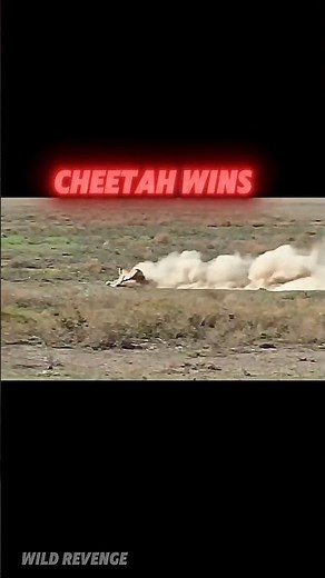 The Ultimate Predator-Prey Showdown: Cheetah vs Springbok🔥