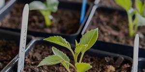 GARDEN NOTES | Digging In