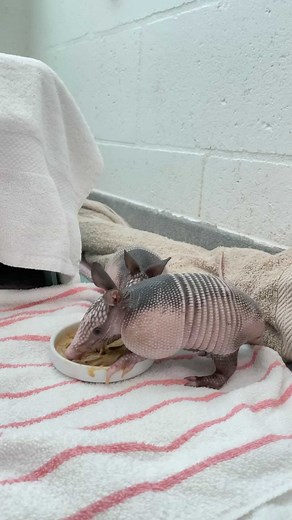 1.4K views · 681 reactions | Armadillos are fascinating little...