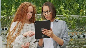 Women working in a vegetable greenhouse - Free Stock Video