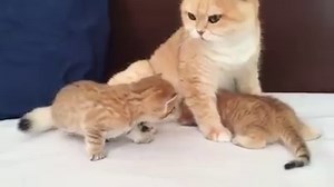 OMG! So Cute! <3 <3 <3 Via instagram: st_busya | Wonderful Cats