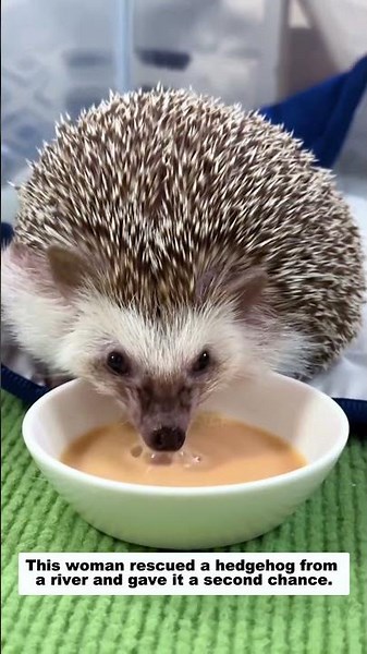 This woman saved a hedgehog from the river, and then...