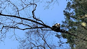On April 25, three wild giant pandas were encountered at the habitats' core area in Wolong, Sichuan. So far, after nearly half a month's field monitoring and investigation, 187 DNA samples of giant pandas have been extracted, and 3 wild giant pandas have been observed. #PandaNews #WildlifeParadise #AGreenerEarth Sweet memories of panda baby and mom, please check out: https://t.hk.uy/bBwP | iPanda